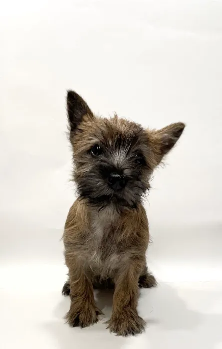 Kingdom Animal Hospital Picture 6