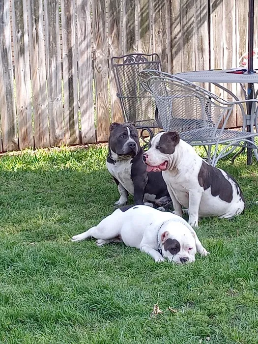 Kingdom Animal Hospital Picture 9