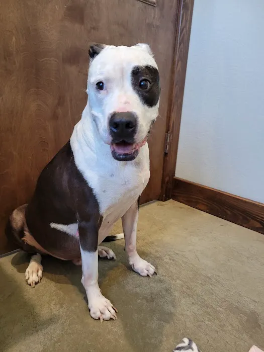 Bryan Animal Clinic Picture 3