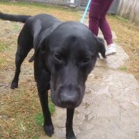 Bryan Animal Clinic ico