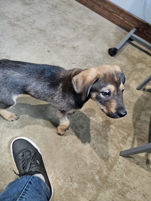 Bryan Animal Clinic Picture 10