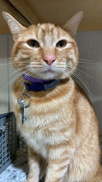 Bryan Animal Clinic Picture 9
