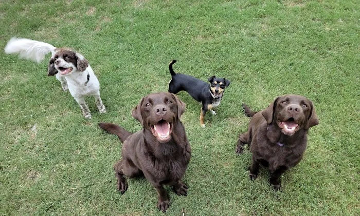 West Brazos Animal Center Picture 3