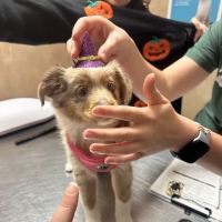 West Brazos Animal Center ico
