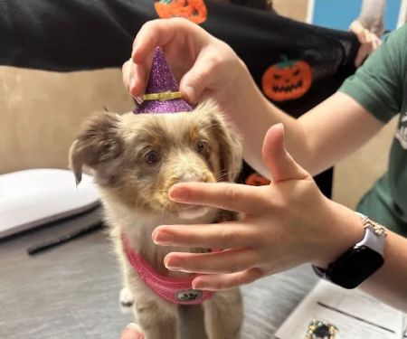 West Brazos Animal Center