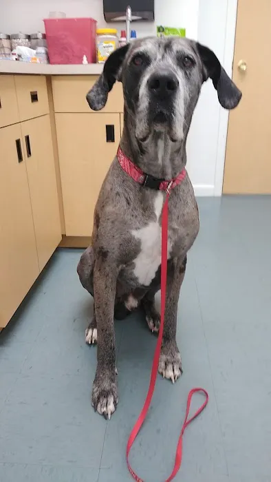 Well Pet Place Picture 10