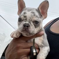 11th Street Veterinary Hospital ico
