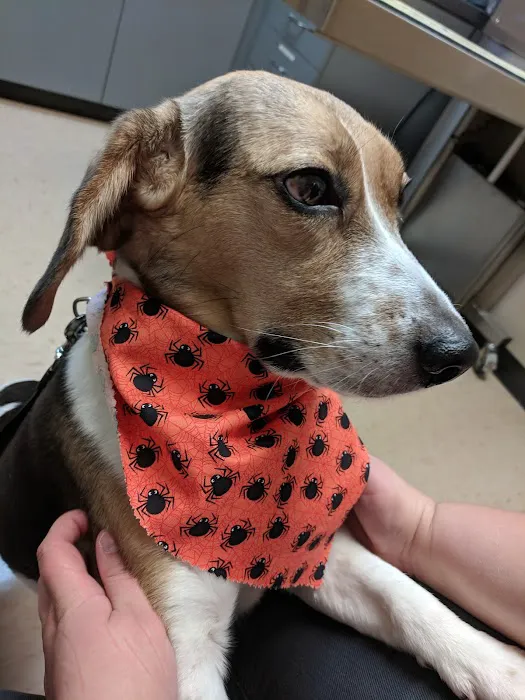 11th Street Veterinary Hospital Picture 4