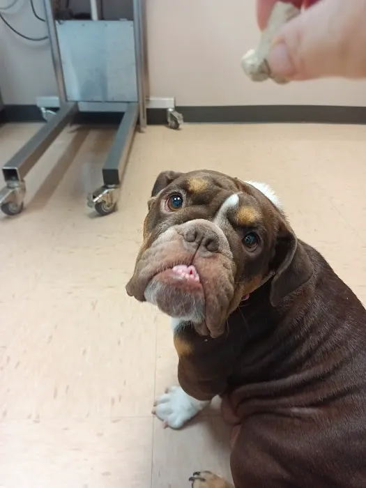 11th Street Veterinary Hospital Picture 3