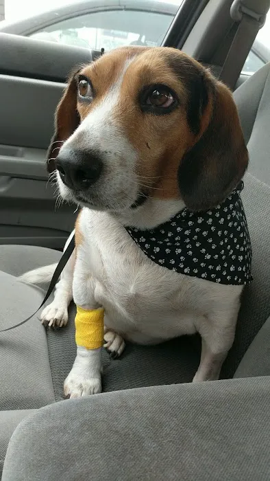 11th Street Veterinary Hospital Picture 8