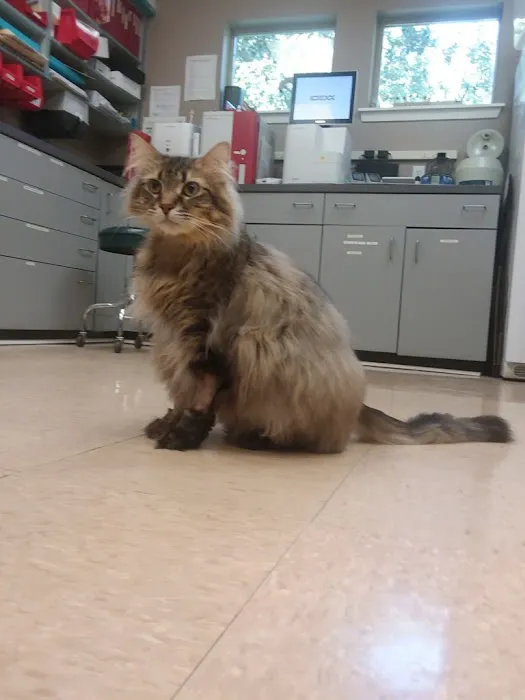 11th Street Veterinary Hospital Picture 10