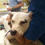 Long Veterinary Clinic