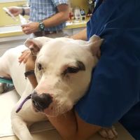 Long Veterinary Clinic ico