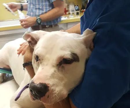Long Veterinary Clinic