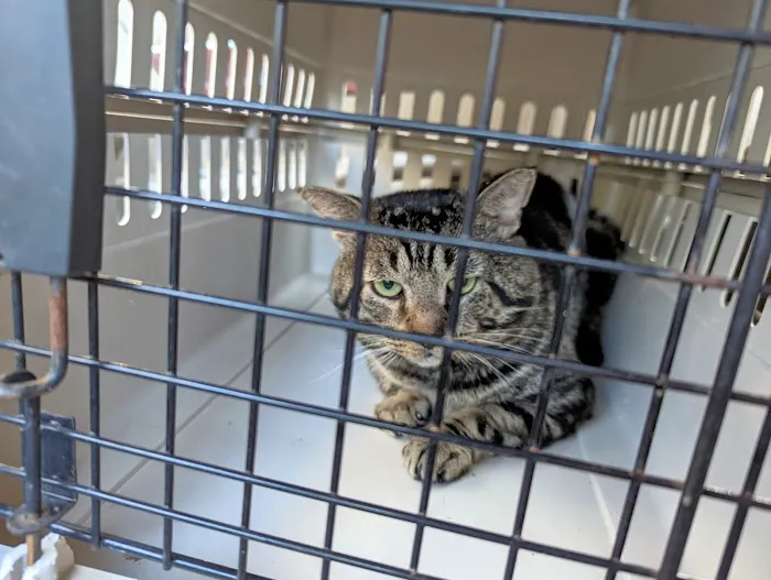 Huntsville Pet Clinic Picture 1
