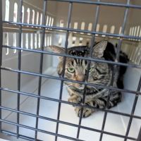 Huntsville Pet Clinic ico