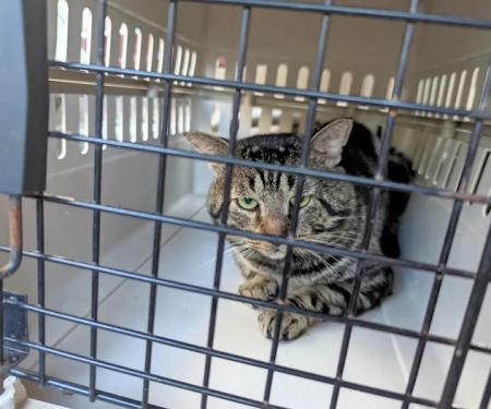 Huntsville Pet Clinic