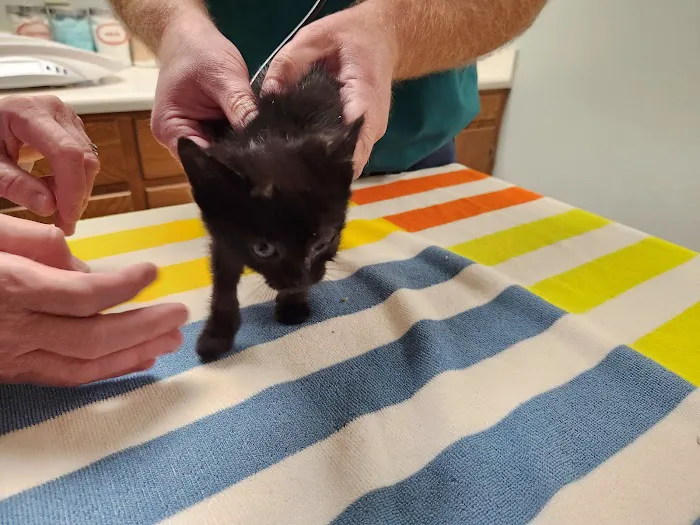 Huntsville Pet Clinic Picture 8