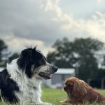 Trinity Pet Clinic
