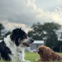 Trinity Pet Clinic ico
