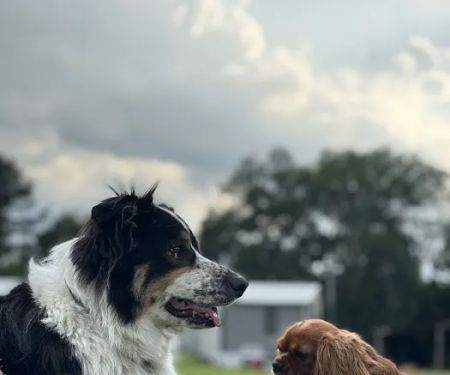 Trinity Pet Clinic