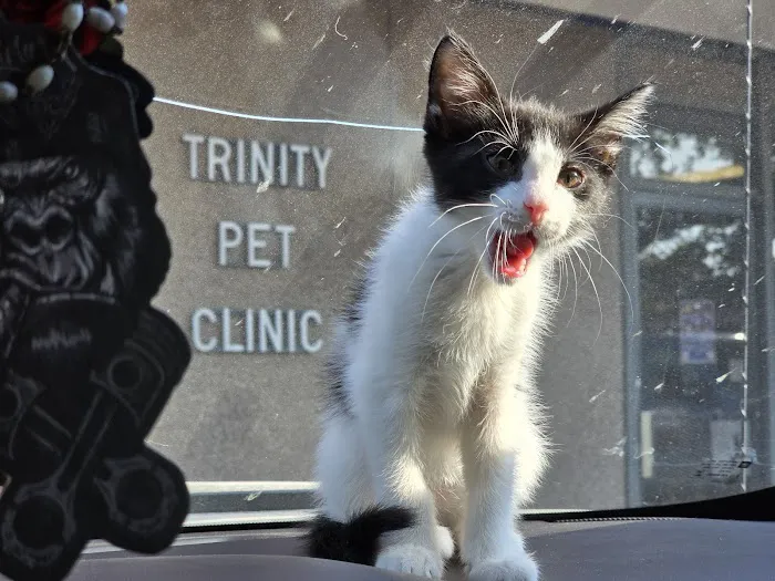 Trinity Pet Clinic Picture 6