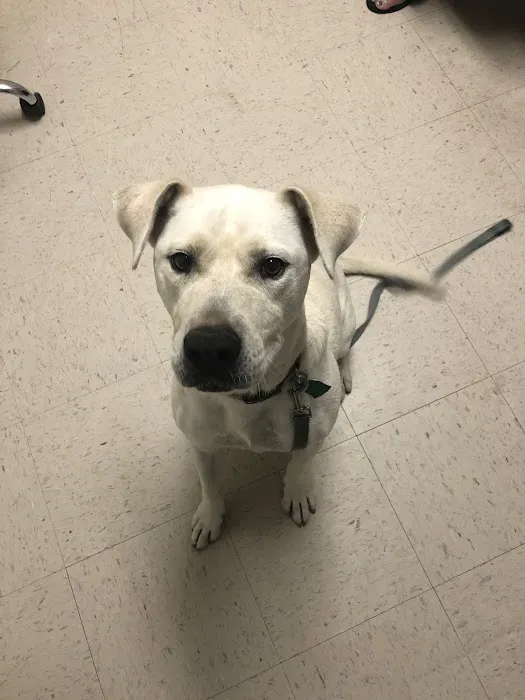 Columbus Animal Clinic Picture 3