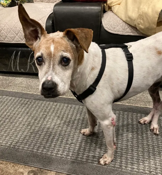 Columbus Animal Clinic Picture 10