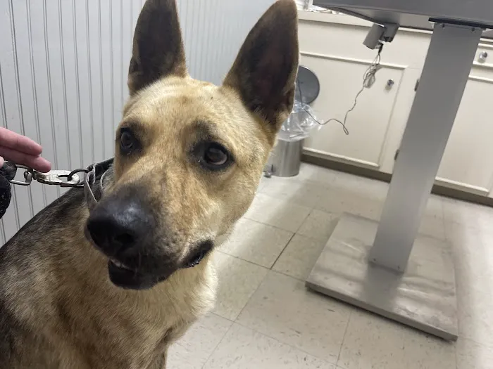 Columbus Animal Clinic Picture 9