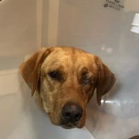 Colorado Valley Vet ico