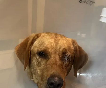 Colorado Valley Vet