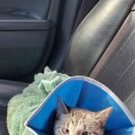 WHARTON VETERINARY CLINIC