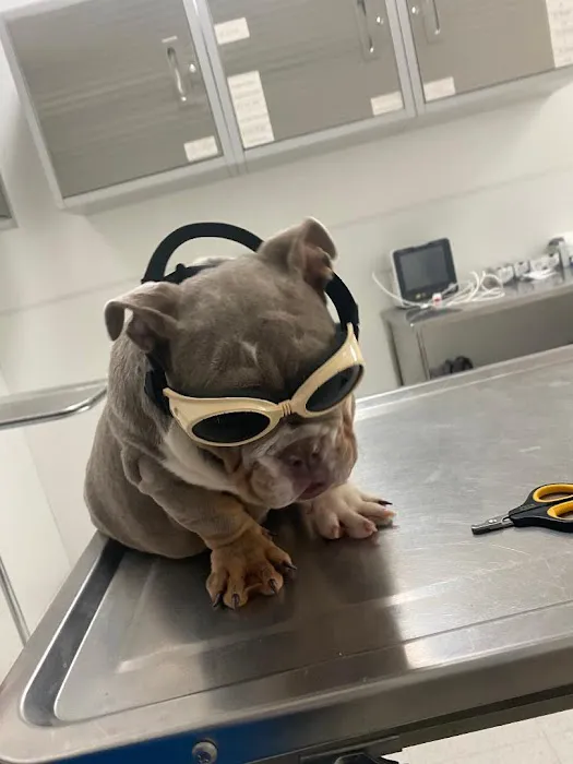 Mission Animal Hospital Picture 4