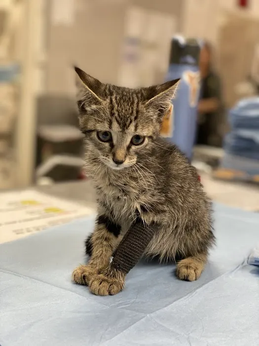 Mission Animal Hospital Picture 7