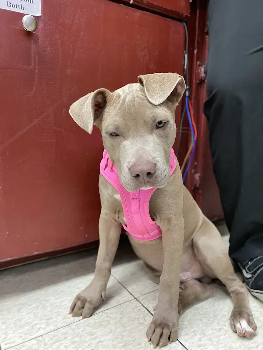 Mission Animal Hospital Picture 9