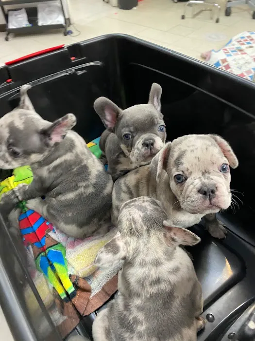 Mission Animal Hospital Picture 10