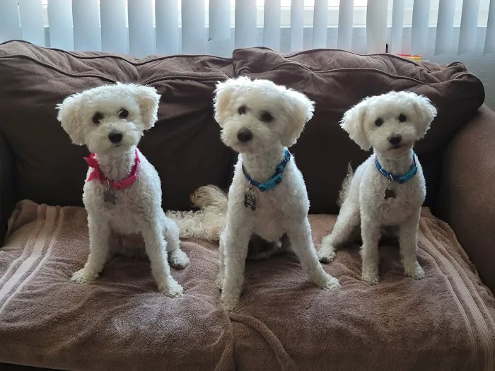 Palmdale Veterinary Hospital Picture 4