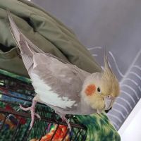 Palmdale Veterinary Hospital ico