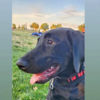 Animal Medical Center of The Antelope Valley ico