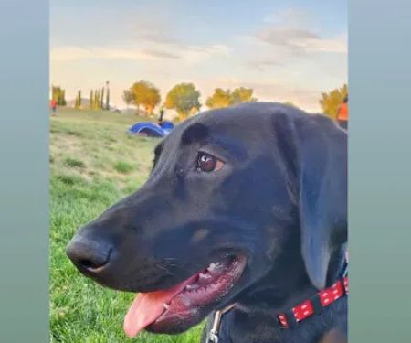 Animal Medical Center of The Antelope Valley