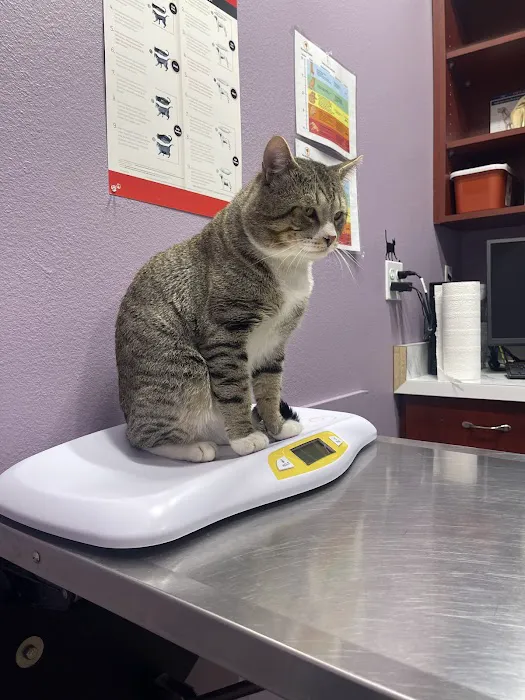 Pet Check Engine Animal Hospital Picture 5
