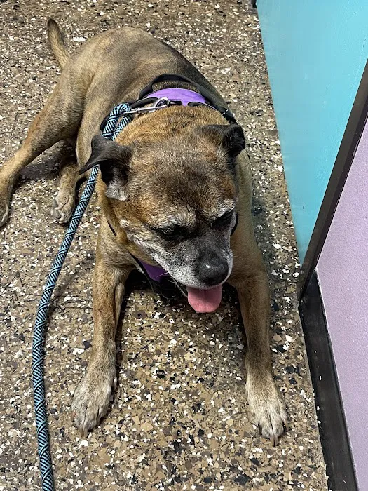 Pet Check Engine Animal Hospital Picture 10