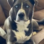 Antelope Valley Animal Hospital