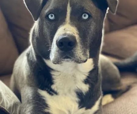 Antelope Valley Animal Hospital