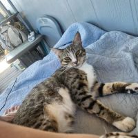 Westside Animal Hospital Inc. ico
