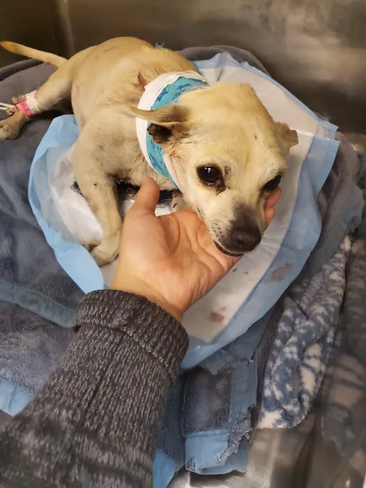 AV Veterinary Center Picture 5