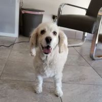 Zen Den Animal Wellness & Rehabilitation ico