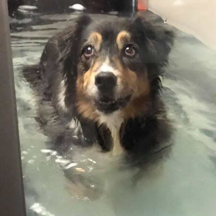 Zen Den Animal Wellness & Rehabilitation Picture 7