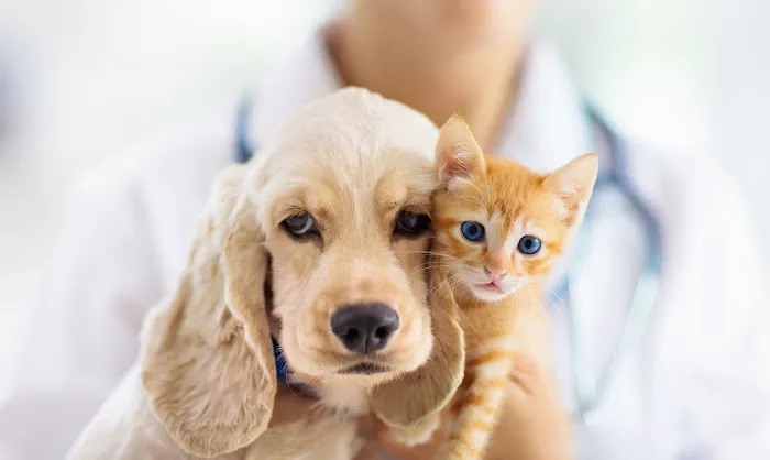 Quartz Hill Veterinary Picture 5