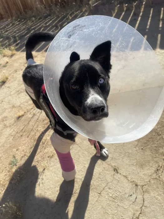911 Vet Care Picture 1